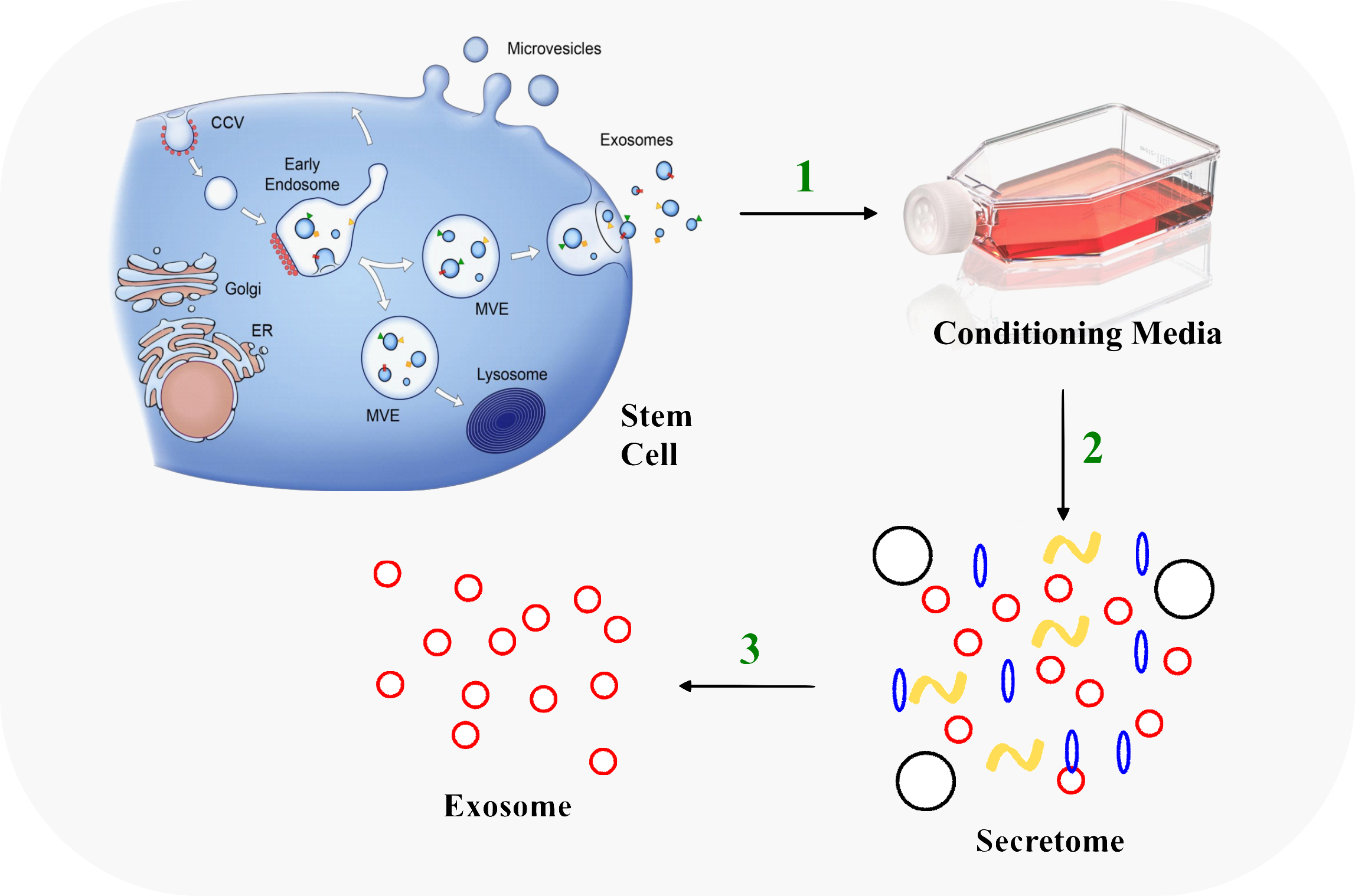 Exosome path